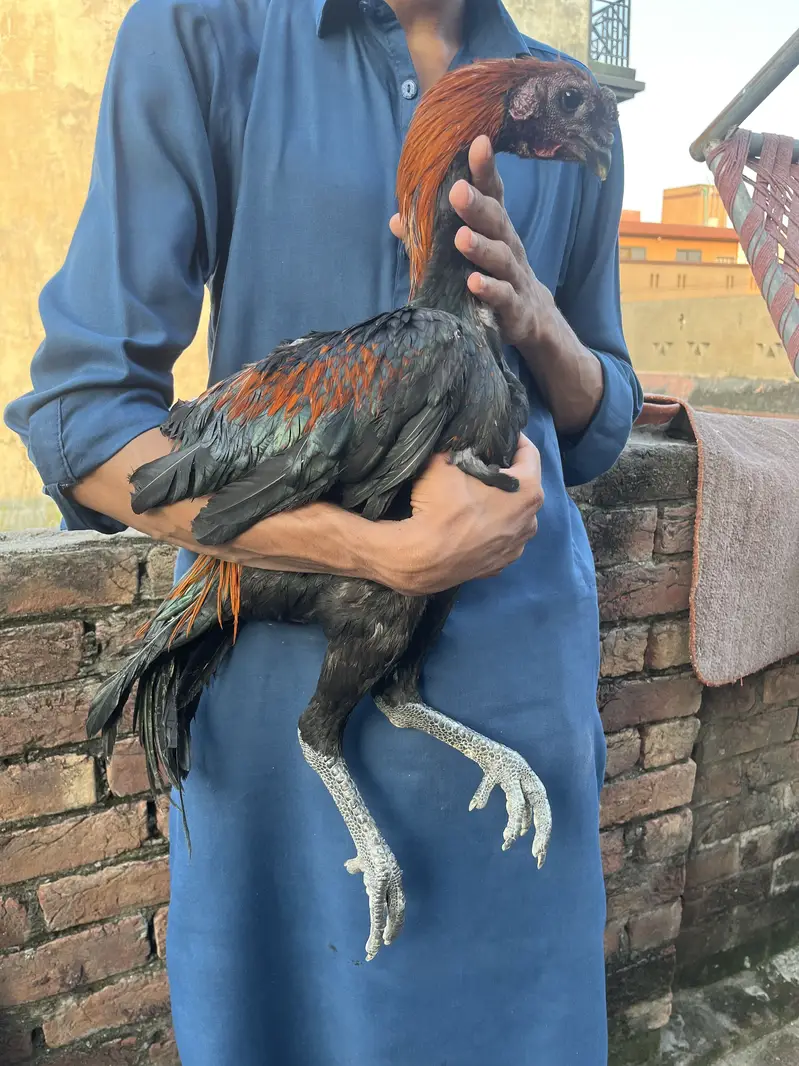 Pure dragon long higt black skin male for sale — photo 4