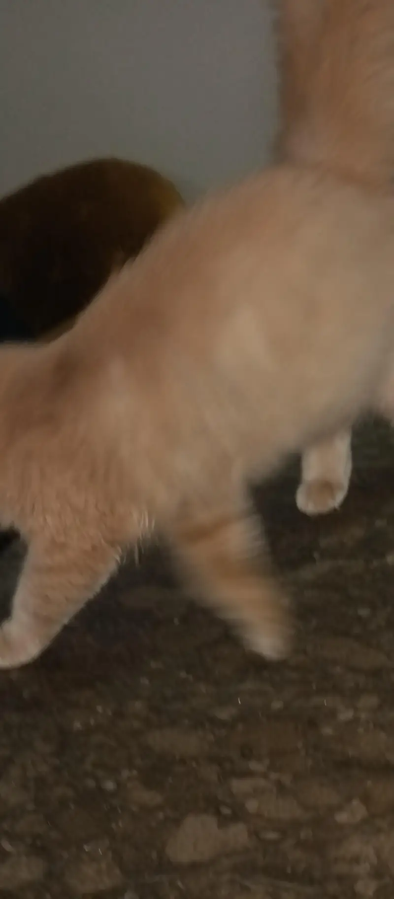 Persian cat 12 months old ready for breed