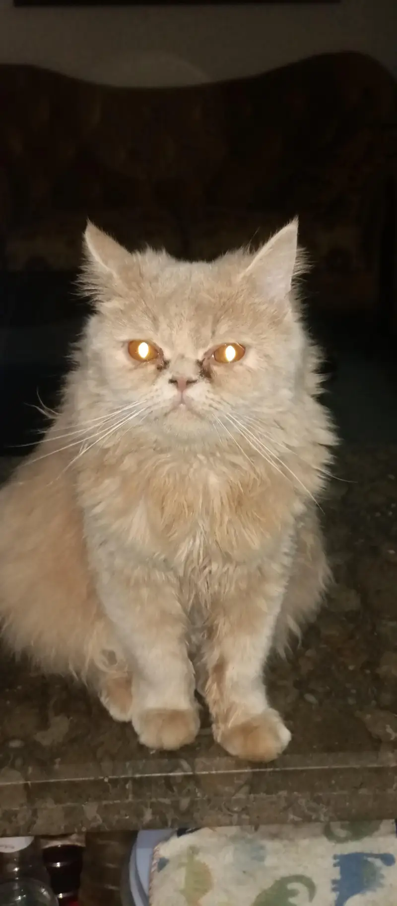Persian cat 12 months old ready for breed — photo 2