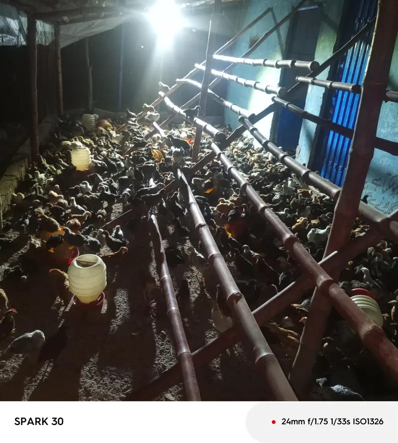 1500 chiks — photo 3