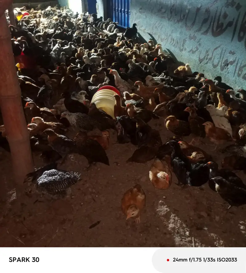 1500 chiks — photo 4