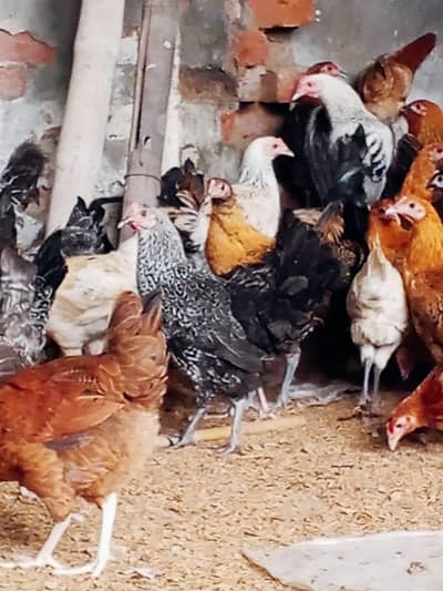 golden misri / desi hens / golden misri pathi / age 4 month / 900 gram