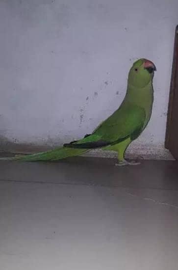 female