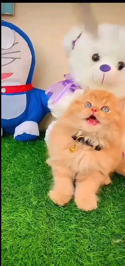Persian cat 3 coated 5 phase vaccinated o3==46==oo==62==798 , WhatsApp — photo 4