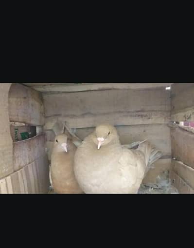 modena king breder pair