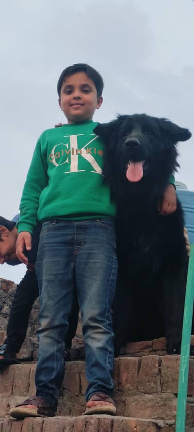 German Shepherd long coat