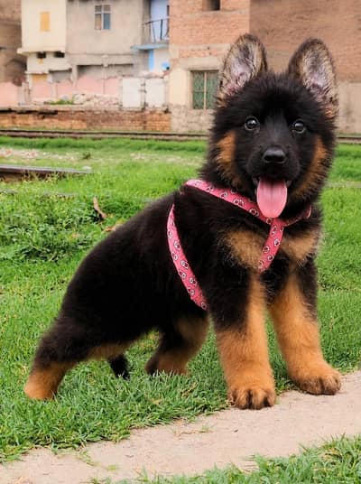 German Shepherd double coat mail for sale