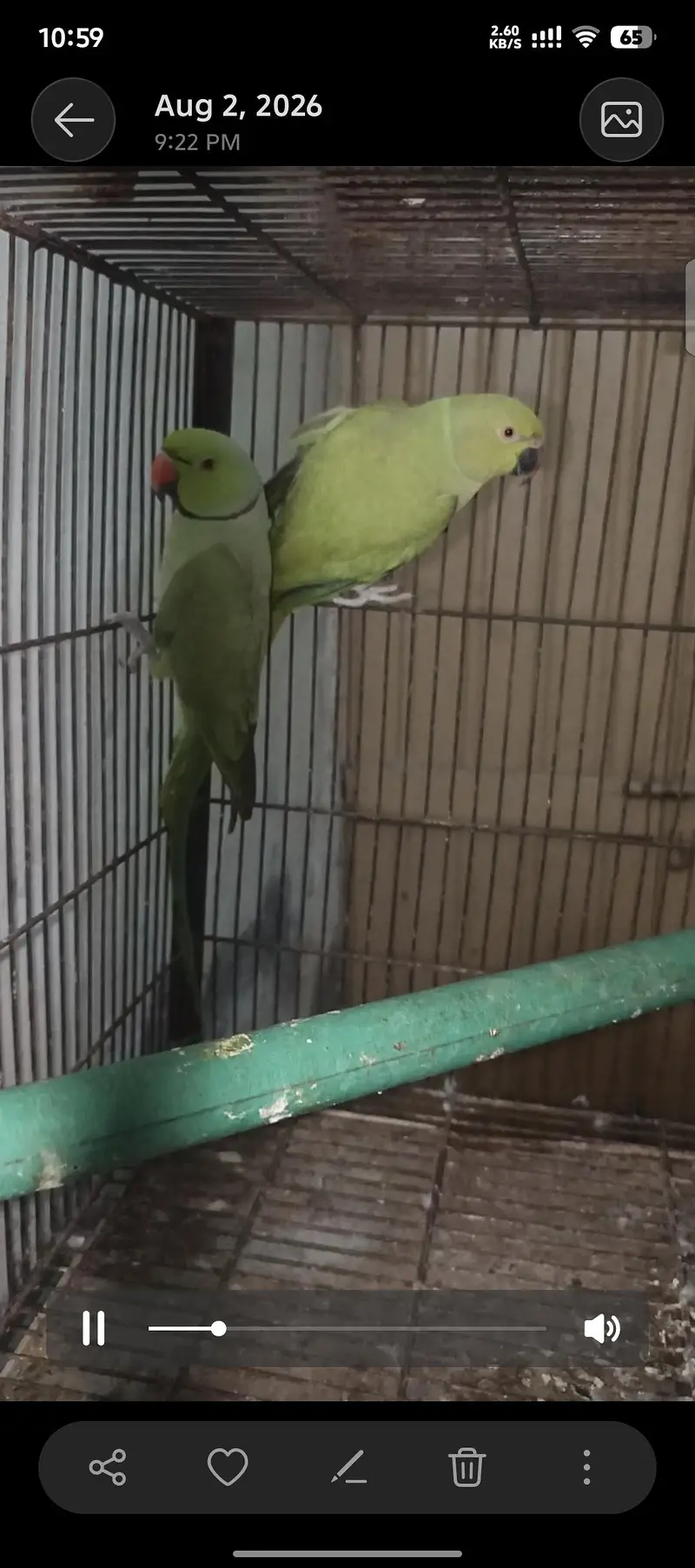 breedar pair ha — photo 2