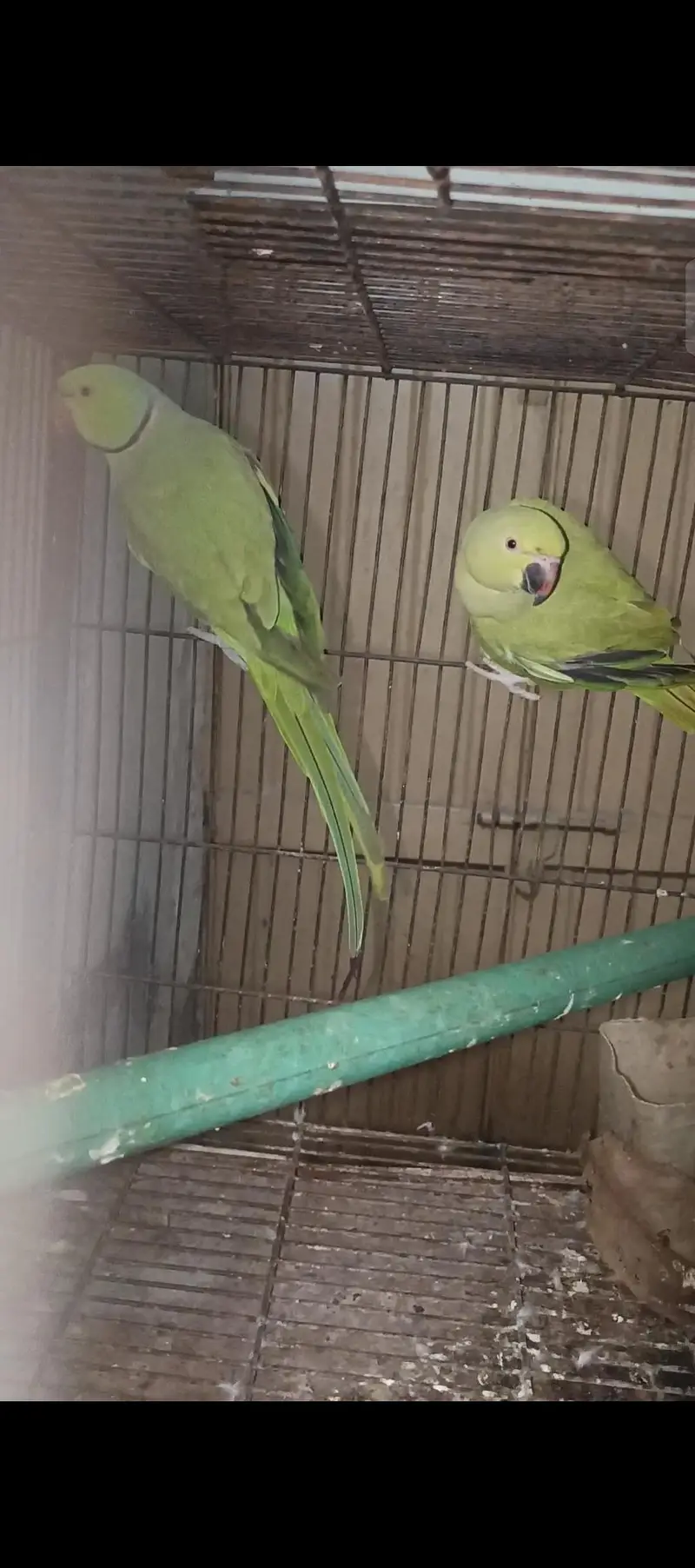 breedar pair ha — photo 3