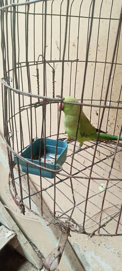 Parrot ringneck for sale