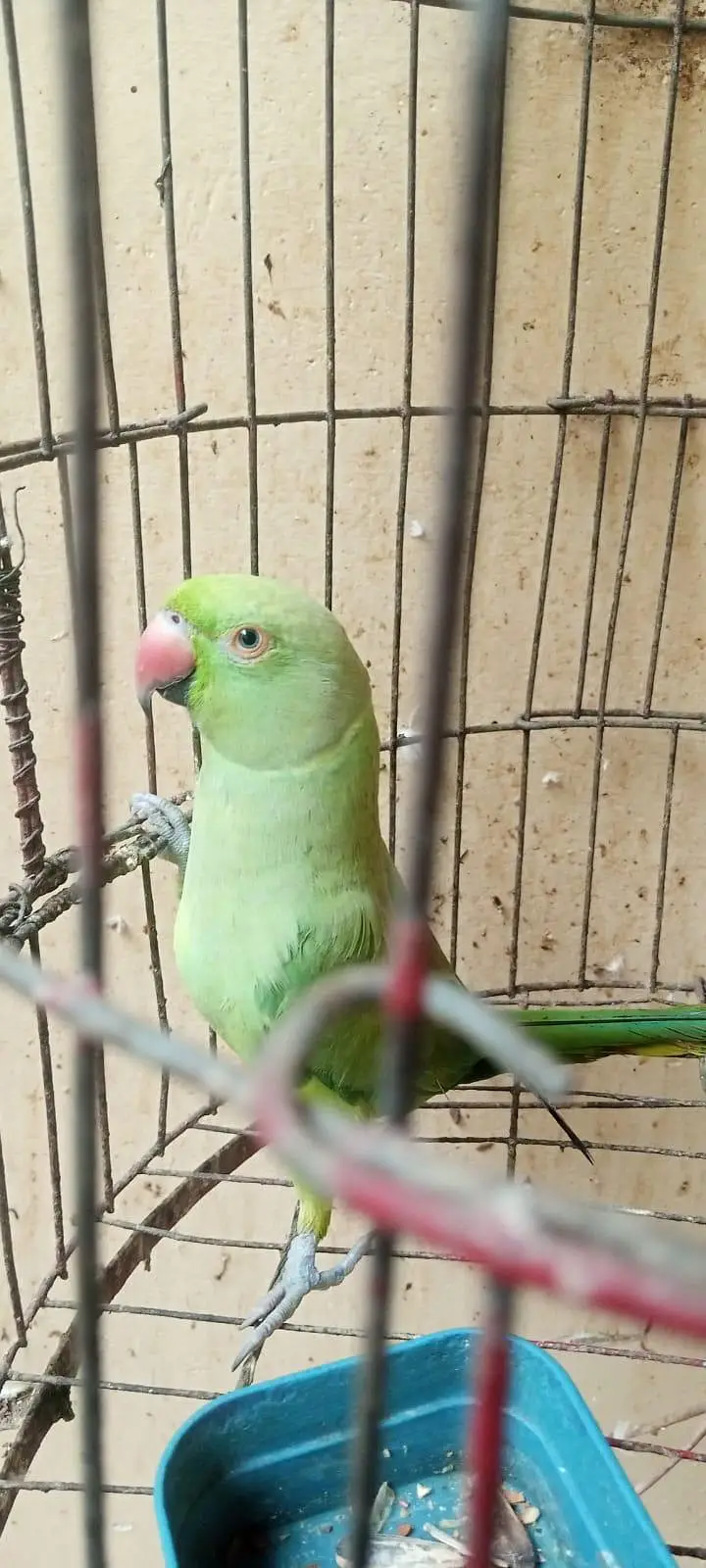 Parrot ringneck for sale — photo 2