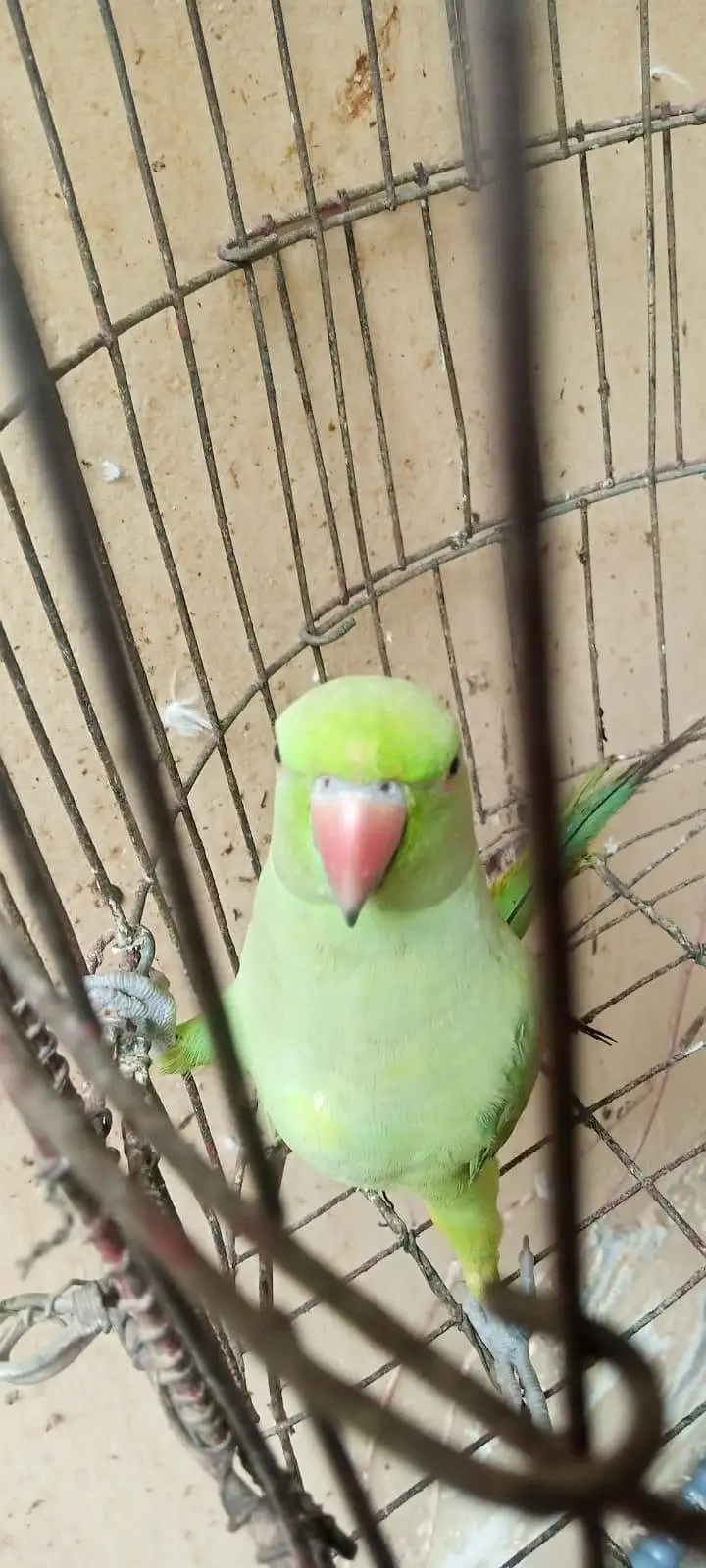 Parrot ringneck for sale — photo 3
