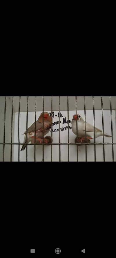 orange pair