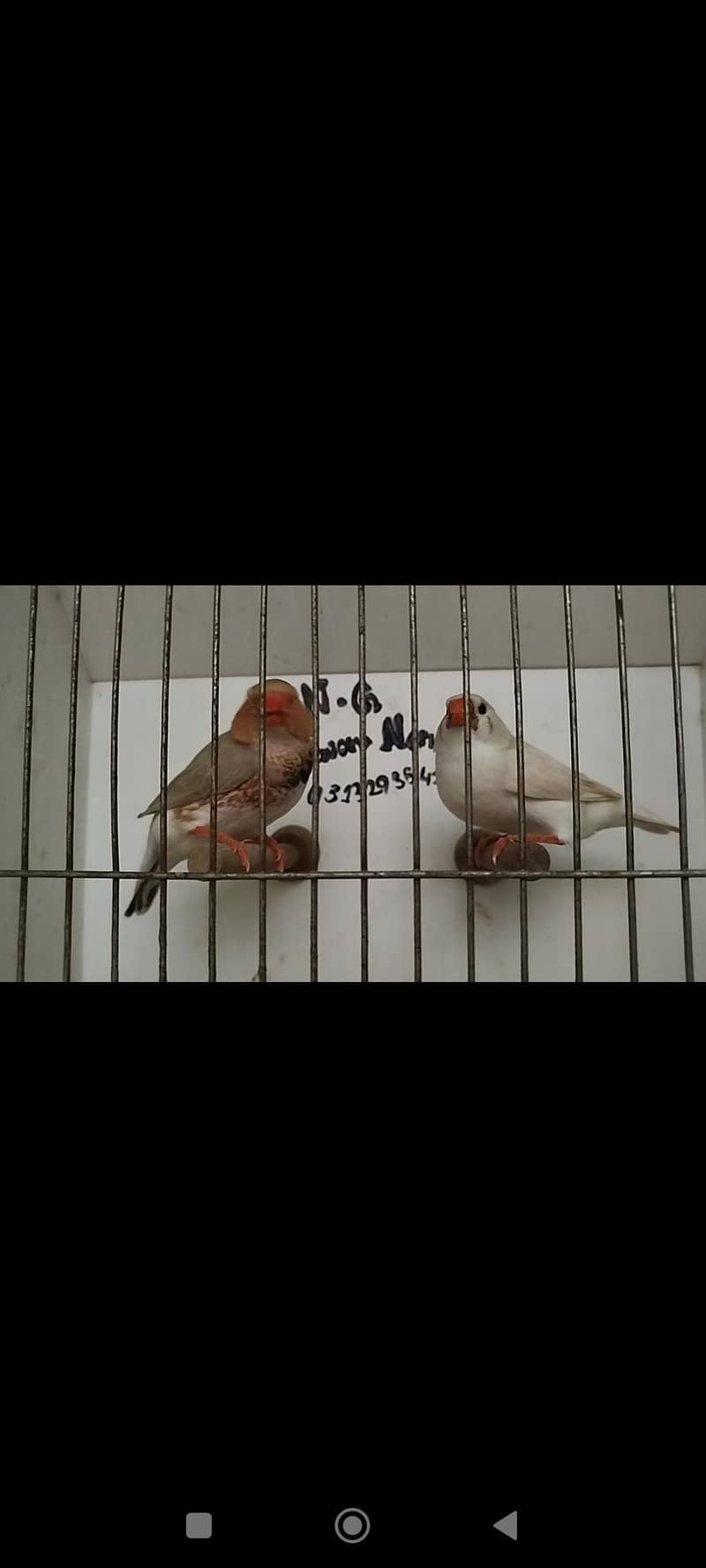 orange pair silver pied pair blue female 0
