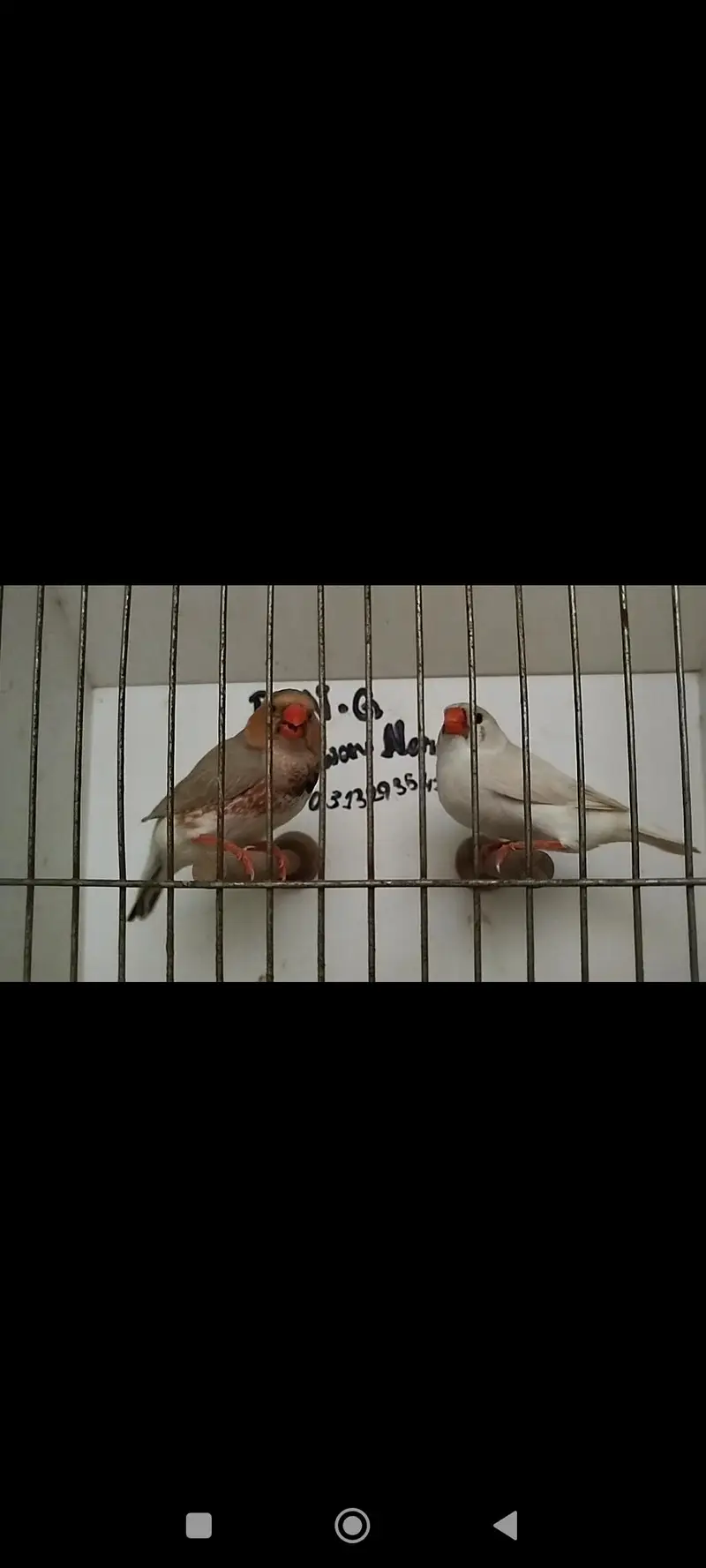 orange pair silver pied pair blue female — photo 2