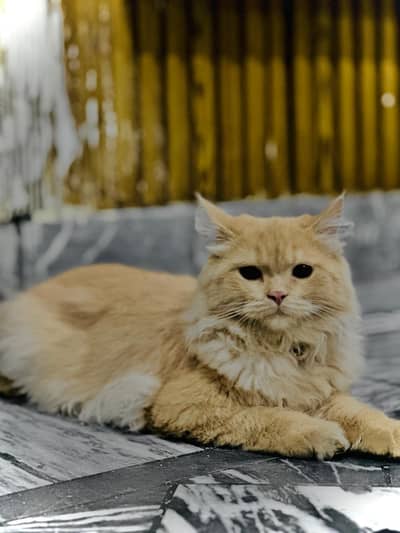 Playing Cat