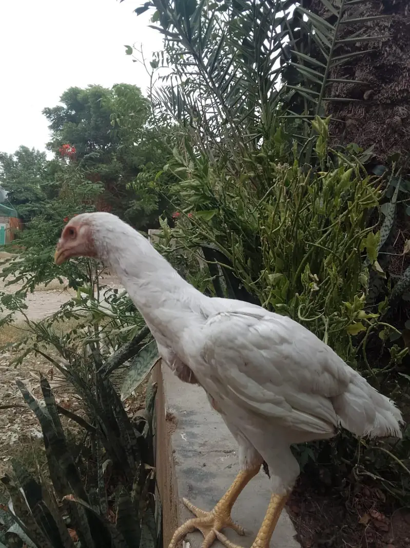 Aseel shamo and parrot bake healthy and active — photo 3