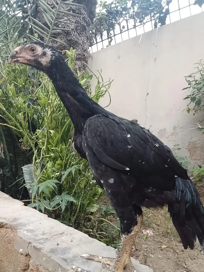 Aseel shamo and parrot bake healthy and active — photo 4