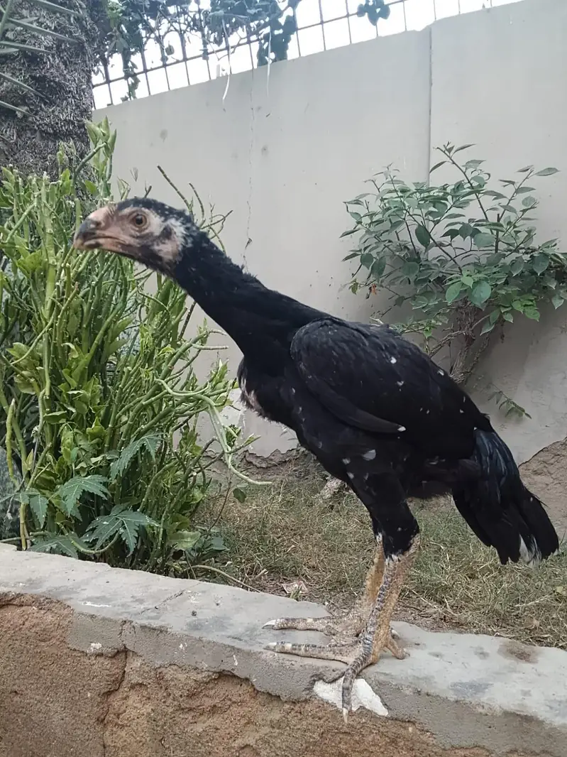 Aseel shamo and parrot bake healthy and active — photo 5
