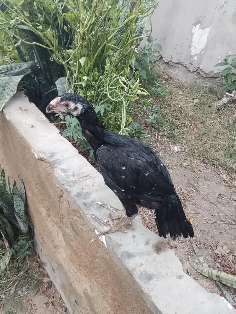 Aseel shamo and parrot bake healthy and active — photo 6