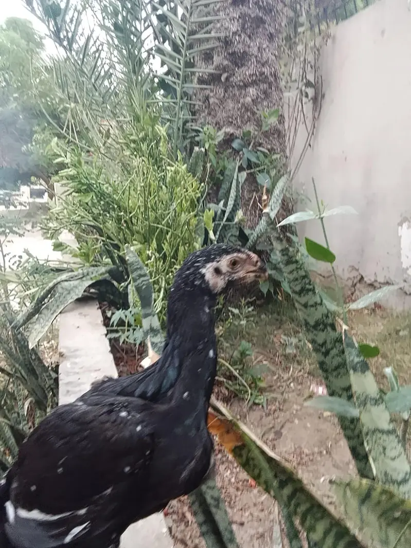 Aseel shamo and parrot bake healthy and active — photo 7
