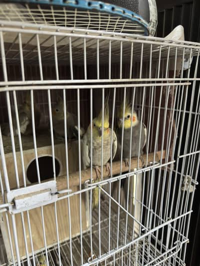 7 Cockatiels + 2 Cages with Boxes - Full Setup - Lahore