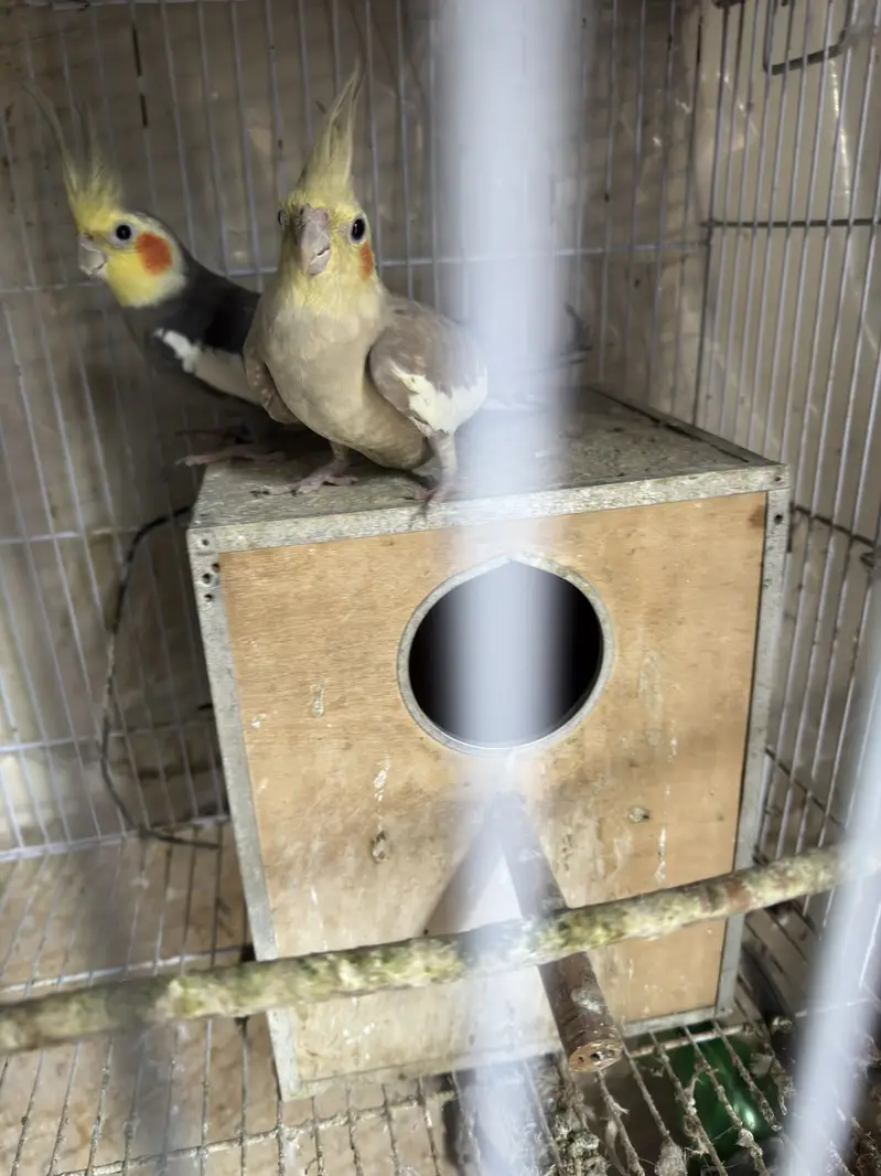 7 Cockatiels + 2 Cages with Boxes - Full Setup - Lahore — photo 2