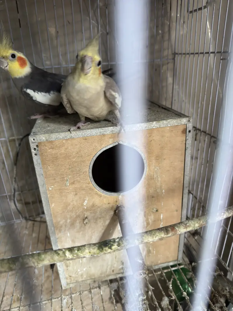 7 Cockatiels + 2 Cages with Boxes - Full Setup - Lahore — photo 3