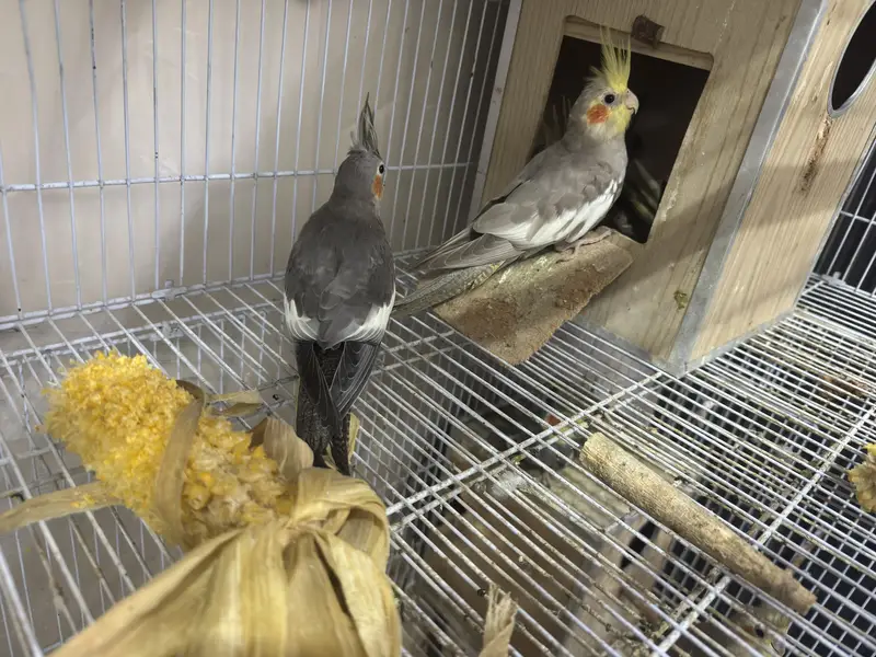 7 Cockatiels + 2 Cages with Boxes - Full Setup - Lahore — photo 4