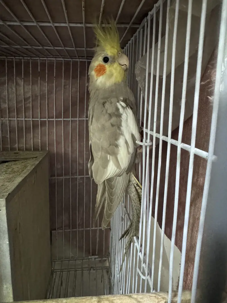 7 Cockatiels + 2 Cages with Boxes - Full Setup - Lahore — photo 5