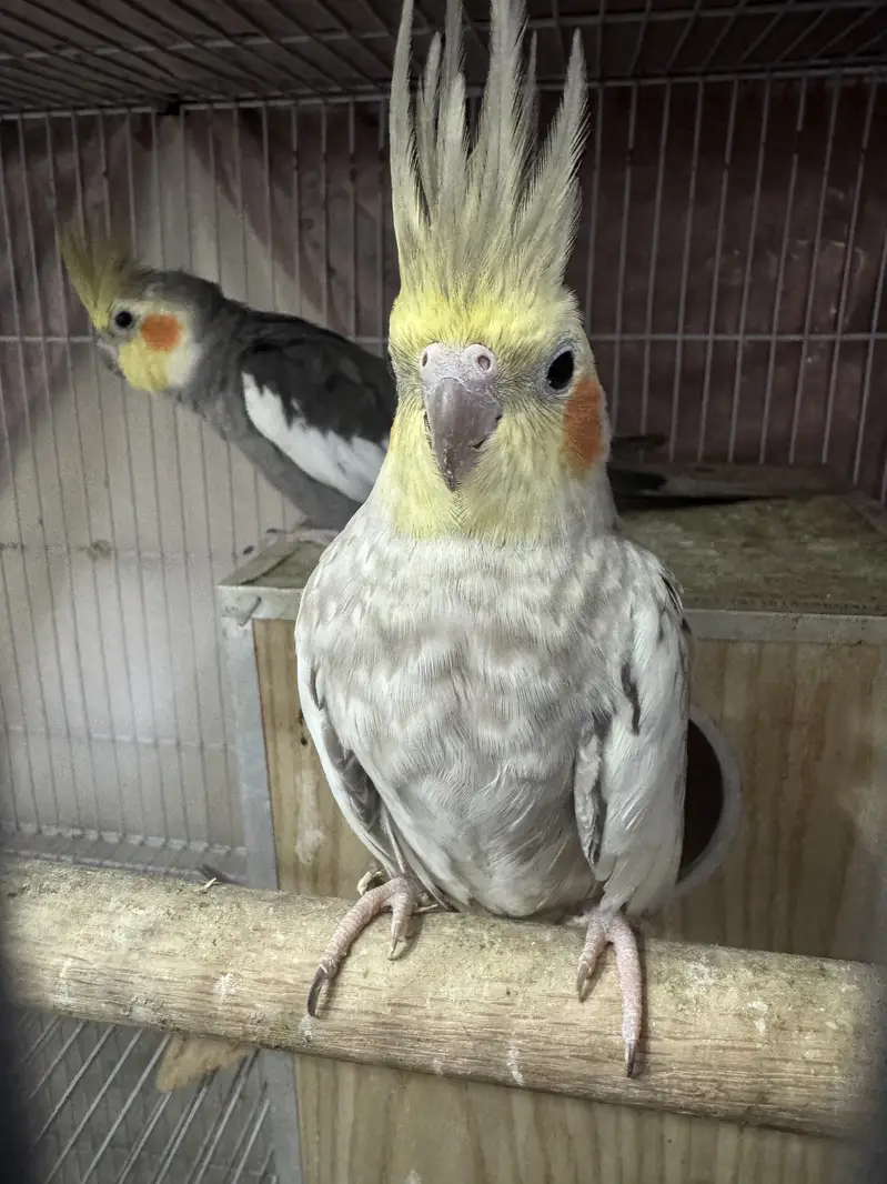7 Cockatiels + 2 Cages with Boxes - Full Setup - Lahore — photo 6