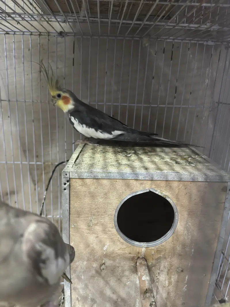 7 Cockatiels + 2 Cages with Boxes - Full Setup - Lahore — photo 7