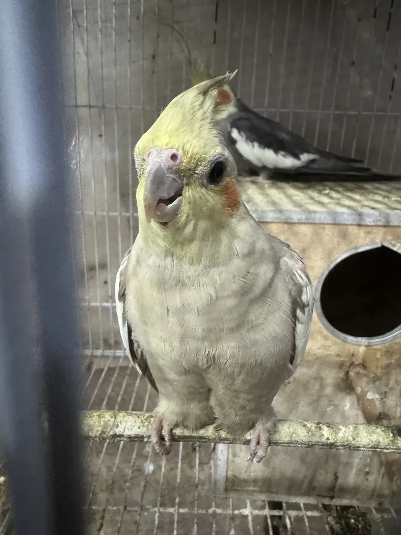 7 Cockatiels + 2 Cages with Boxes - Full Setup - Lahore — photo 8