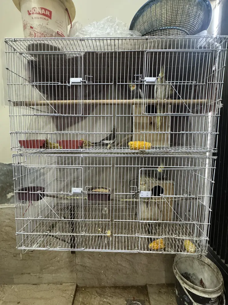 7 Cockatiels + 2 Cages with Boxes - Full Setup - Lahore — photo 9