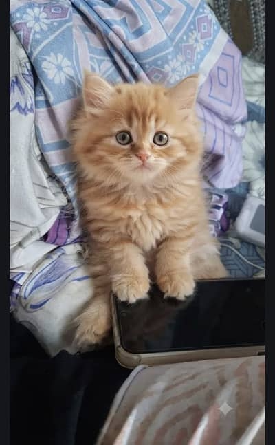 Aoa i am selling persian kitten 45 days cute kitten