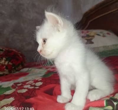 For sale cat baby 03271876815