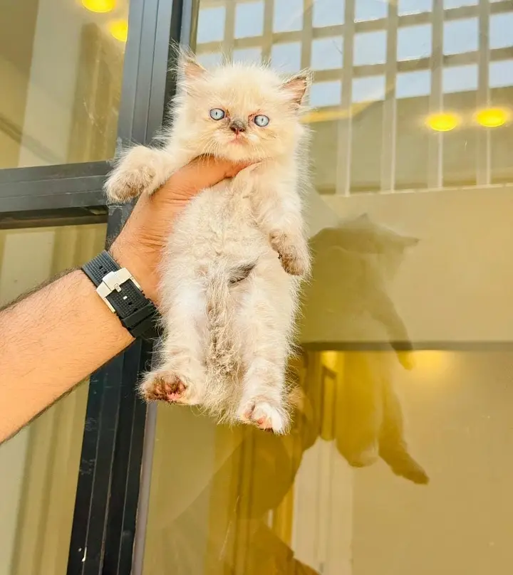 For sale cat baby 03271876815 — photo 2
