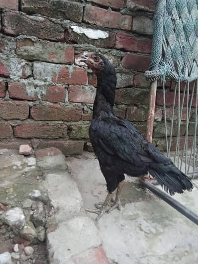 murgi for sale