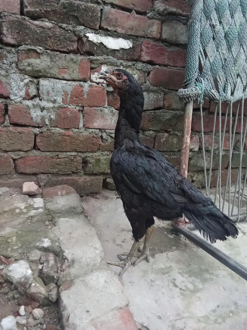 murgi for sale — photo 2