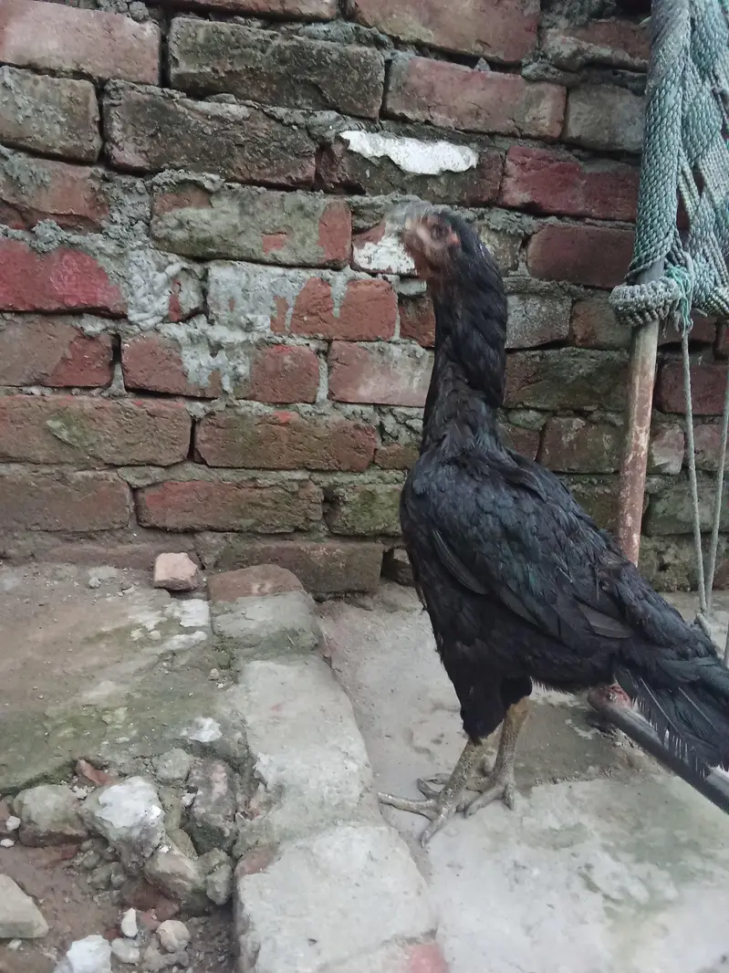 murgi for sale — photo 3