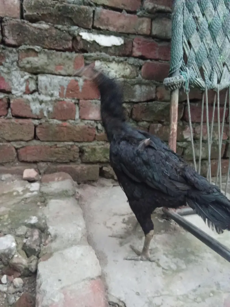 murgi for sale — photo 4