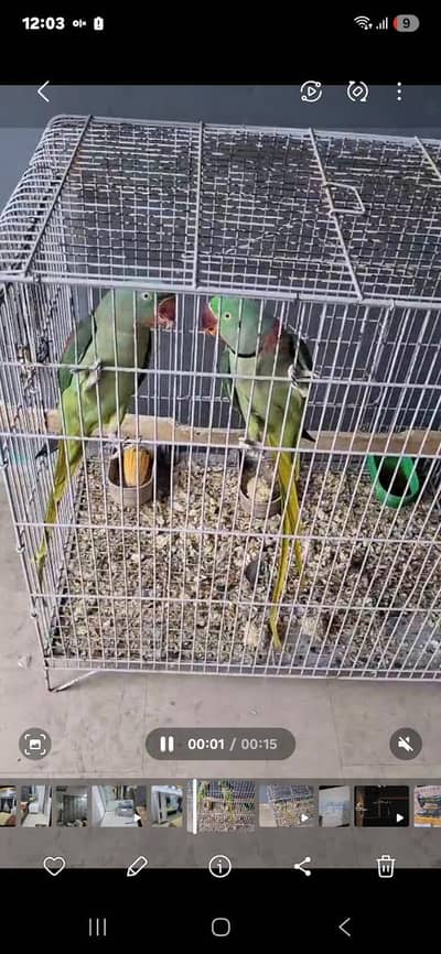 row parrote jori