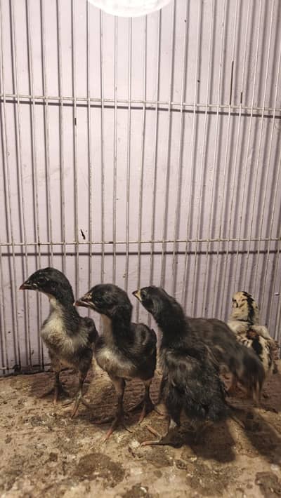 pure Vietnam chicks available per price,, 1500