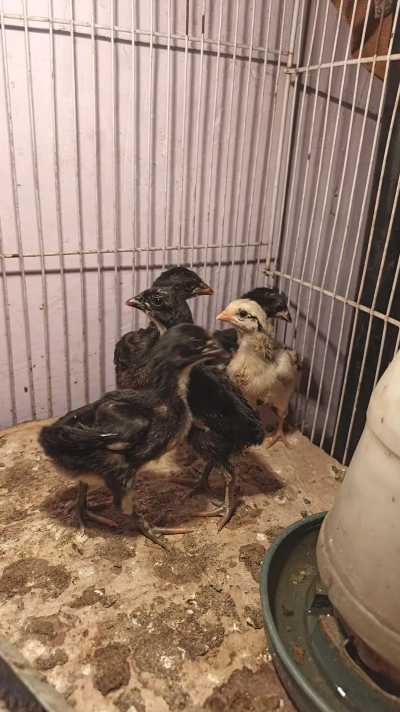 pure Vietnam chicks available per price,, 1500 — photo 2
