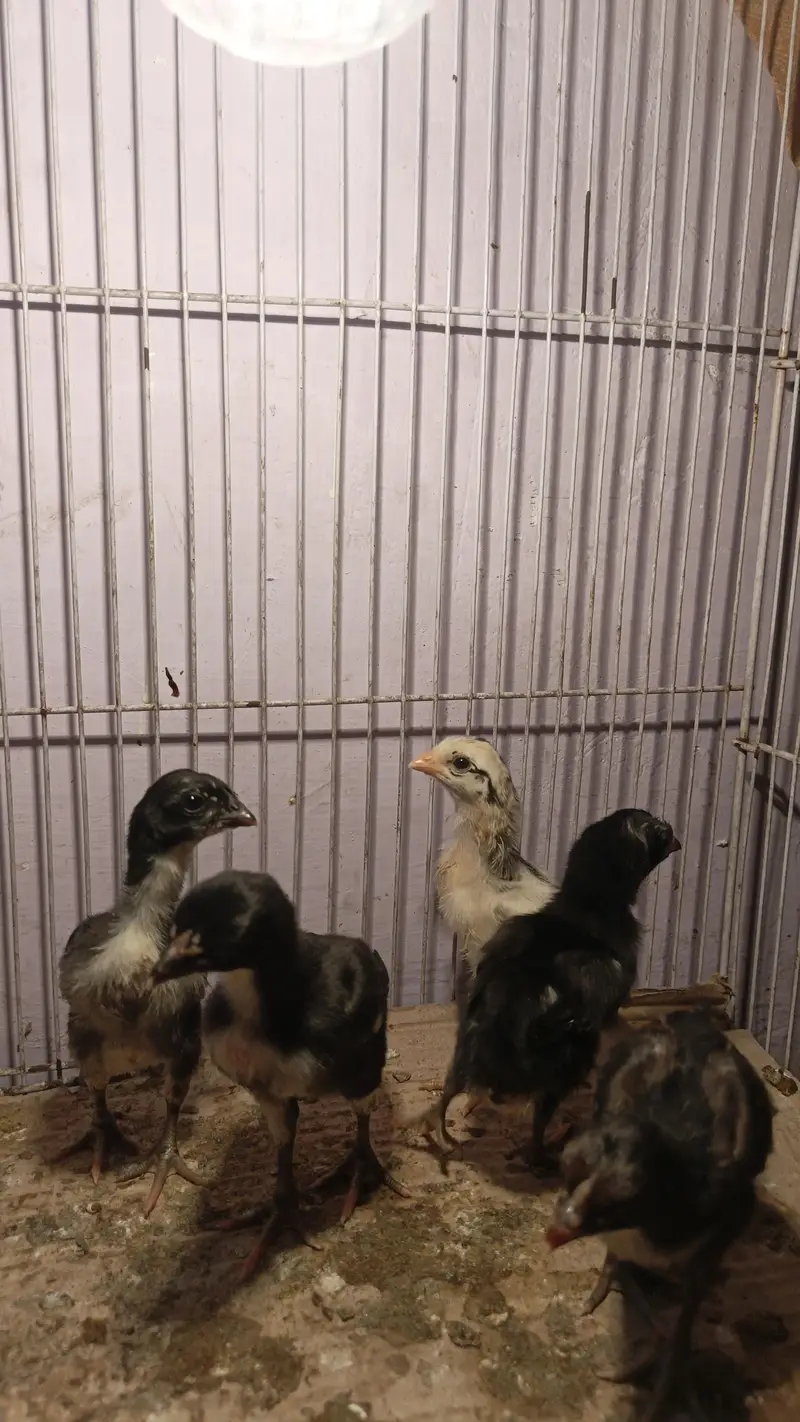 pure Vietnam chicks available per price,, 1500 — photo 3