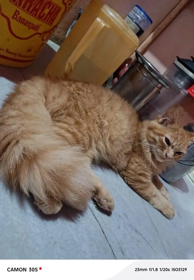 perssion cat — photo 4