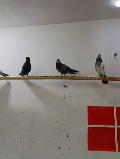 Achi quality ke pigeons available hi WhatsApp 03009405283