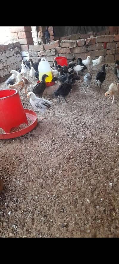 Golden masri chicks  and selver golden chicks