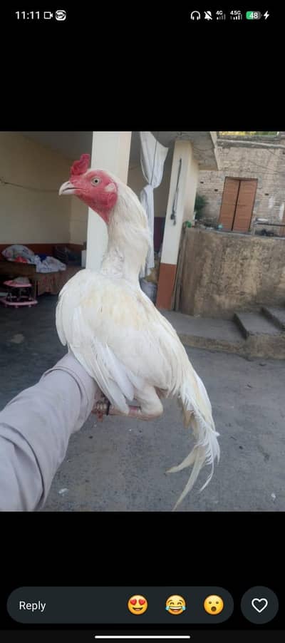 HEERA WHITE HEERA MURGA