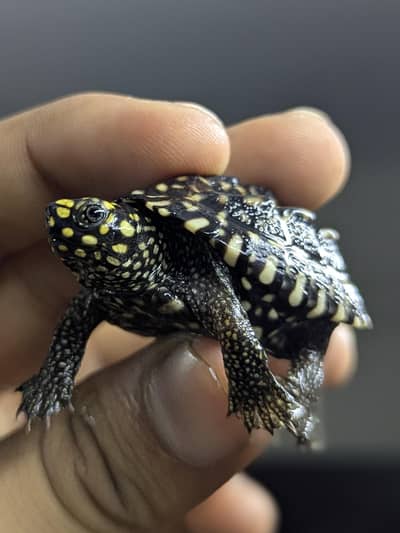 Turtle
